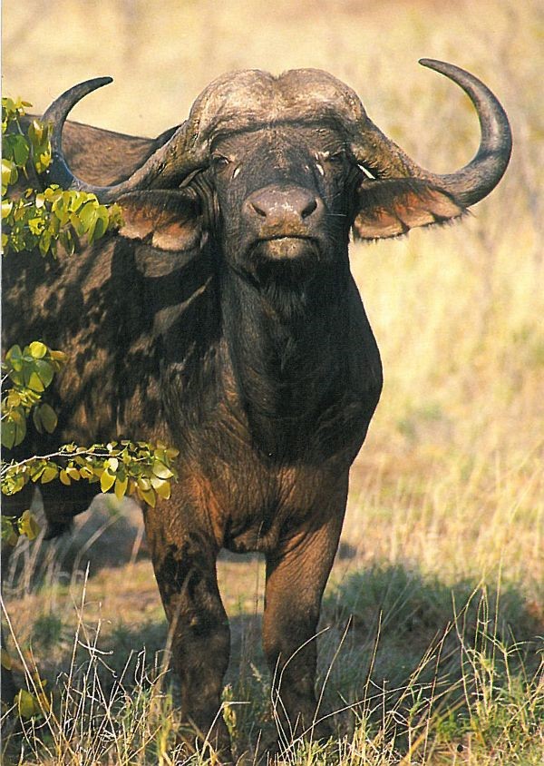 Light Line Fly Fishing for Buffalo By JP Rigby