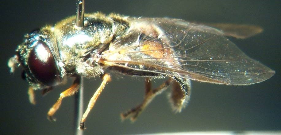 The Hoverfly and The Bamboo Sylph